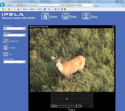 Deer on web-camera on July 27, 2012
