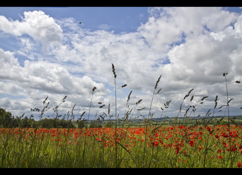 Poppy field 6