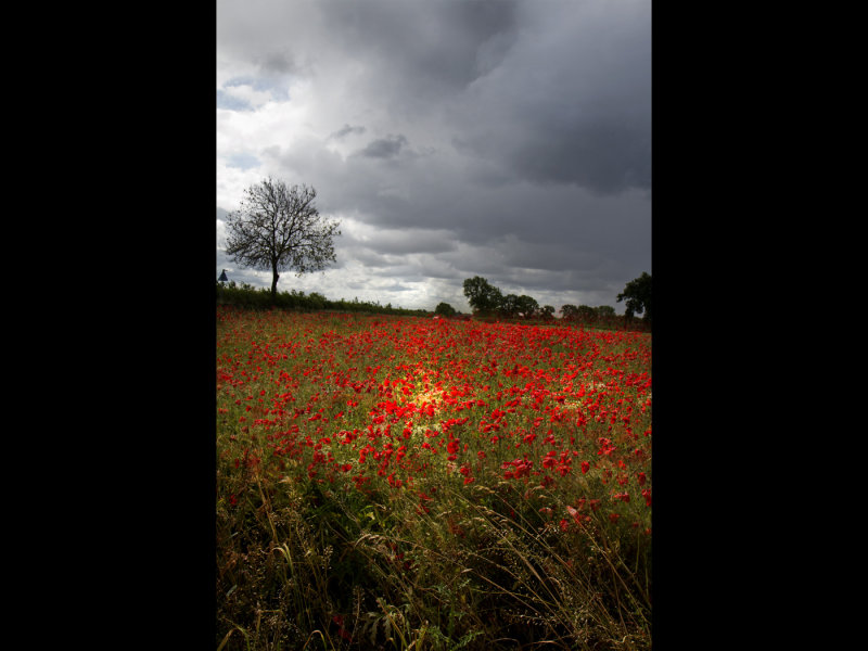 Poppy field 14