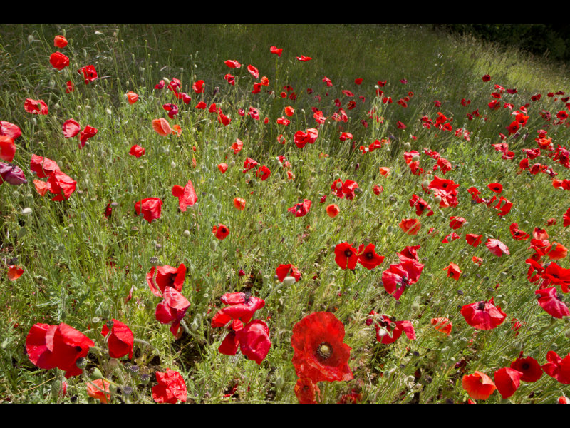 Poppy field 21