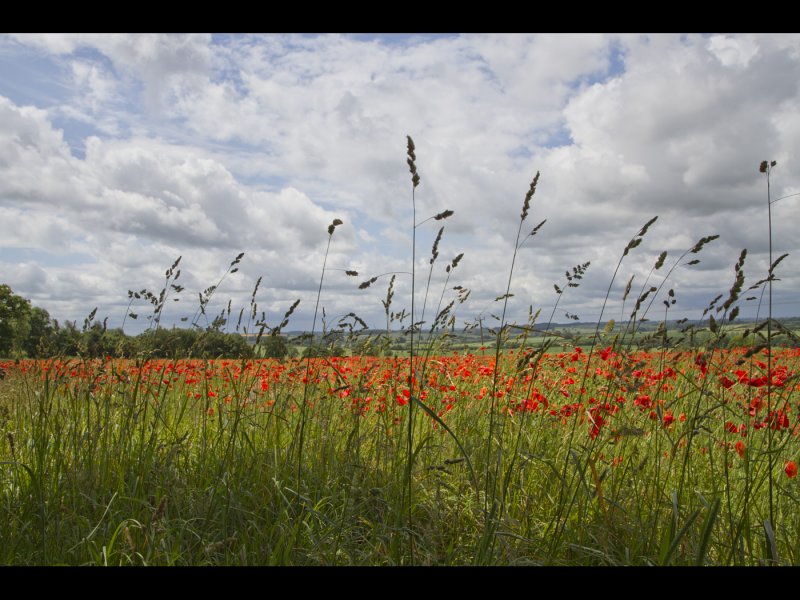 Poppy field 22