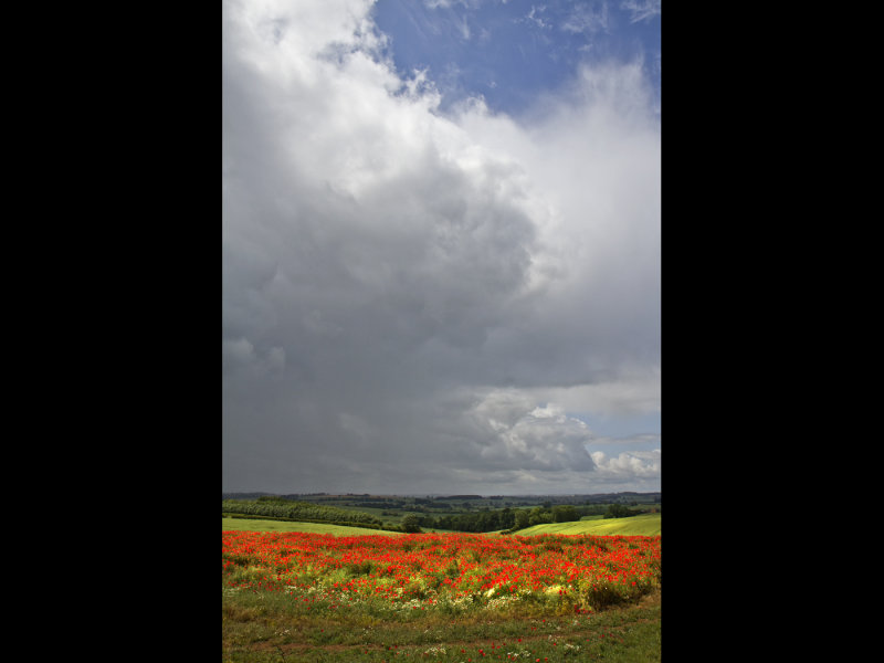 Poppy field 17