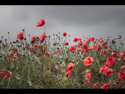 Poppies in the wind