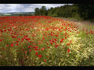 Poppy field 1