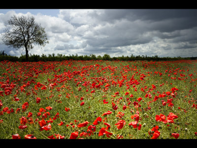 Poppy field 2