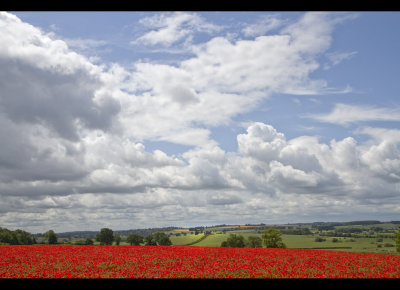 Poppy field 5