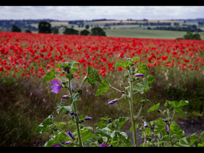 Poppy field 19