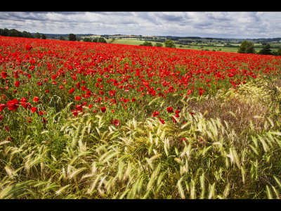 Poppy field