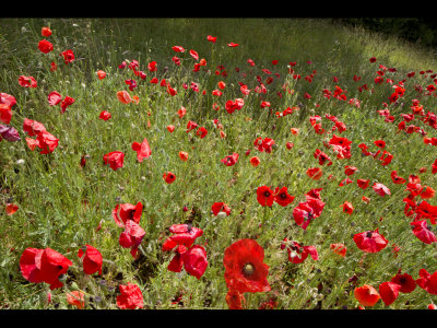 Poppy field 21