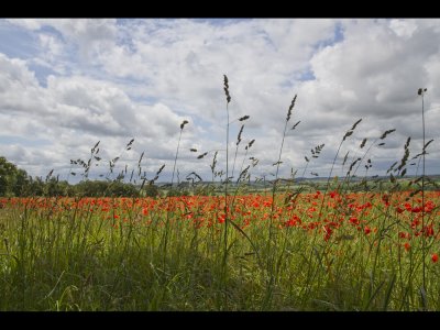 Poppy field 22