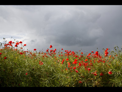 Poppy field 9