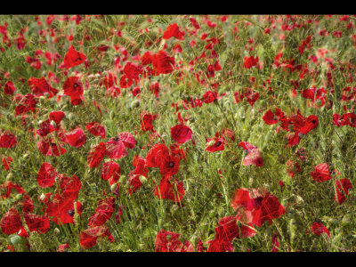 Poppy field 26