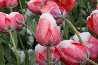 Tulipes sous neige
