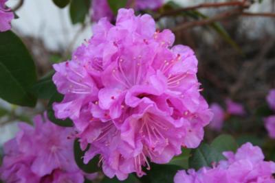 Rhododendron PJM.JPG