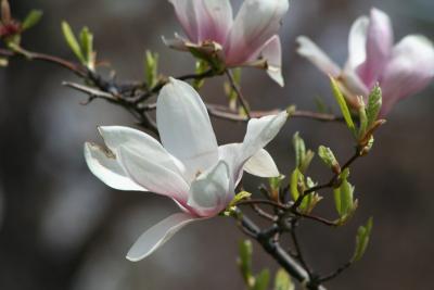 Fleur de magnolia.JPG