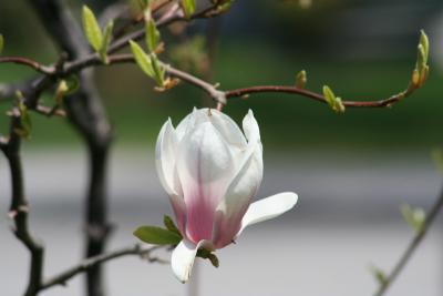 Magnolia.JPG