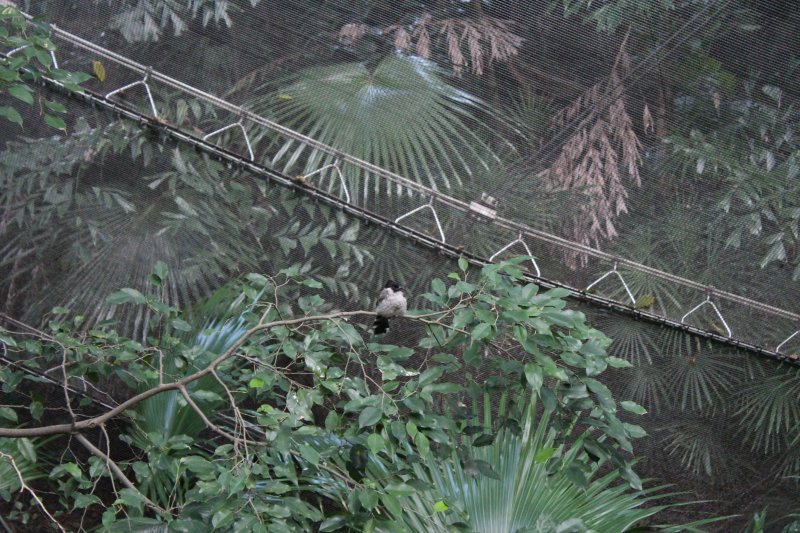 Hong Kong Park 5 - Aviary