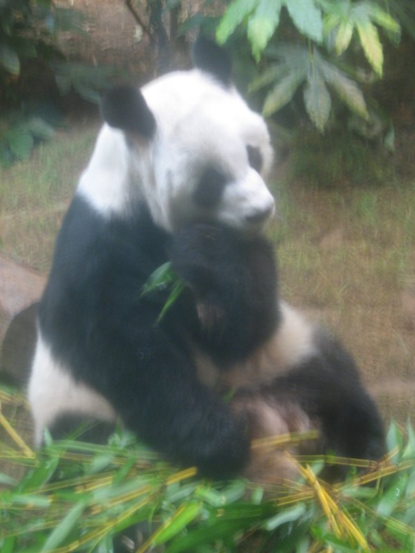 Giant Panda Habitat 8