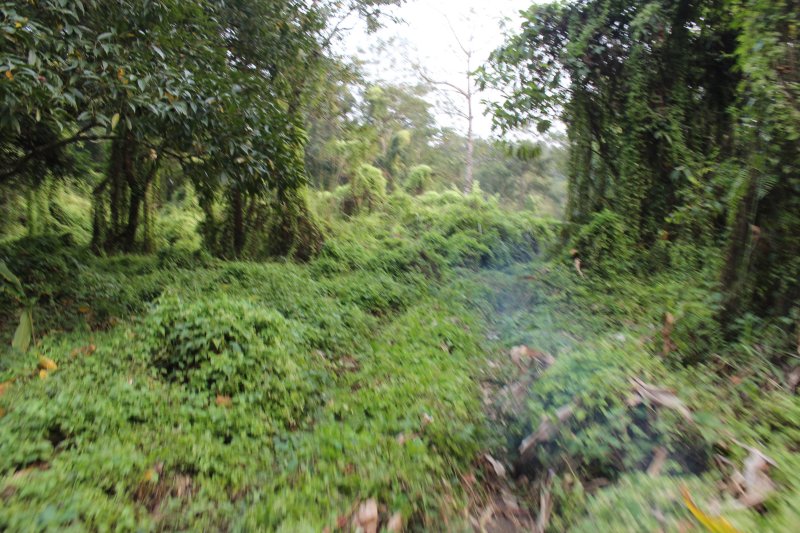 Jungle Drive 8 - Who Needs Roads