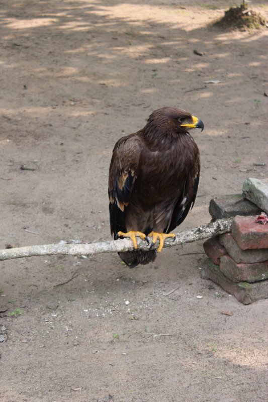 Lodge Life 2 - Injured Eagle