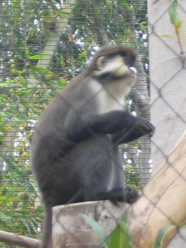 Apes 2.jpg