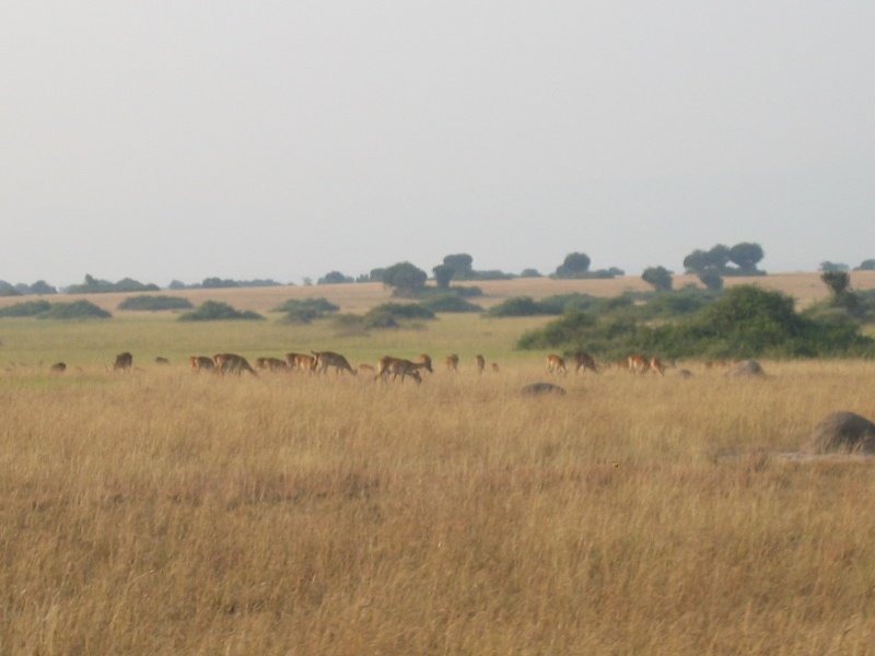 Kob