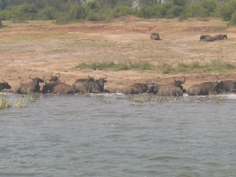 Boatride 4 (Water Buffalo)