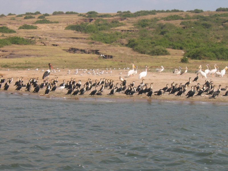 Boatride 24 (Bird hangout)