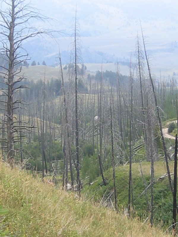 Blacktail Plateau Drive 6