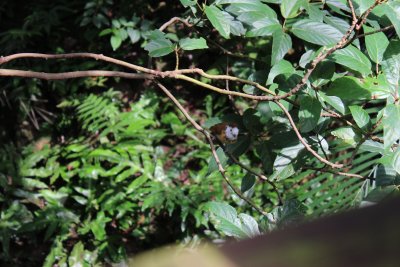 Hong Kong Park 10 - Aviary