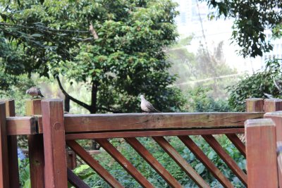 Hong Kong Park 11 - Aviary
