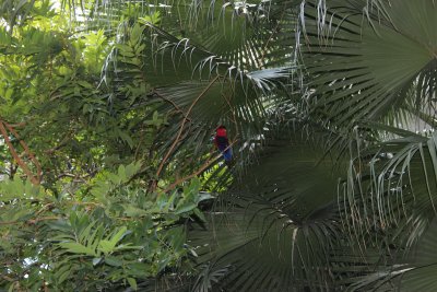 Hong Kong Park 12 - Aviary