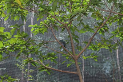 Hong Kong Park 13 - Aviary
