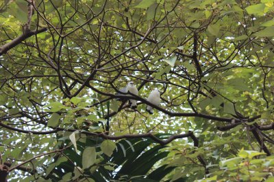 Hong Kong Park 14 - Aviary