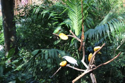 Hong Kong Park 16 - Aviary