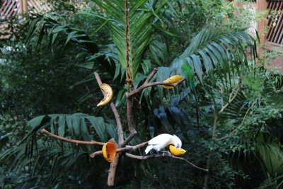 Hong Kong Park 17 - Aviary