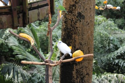 Hong Kong Park 18 - Aviary