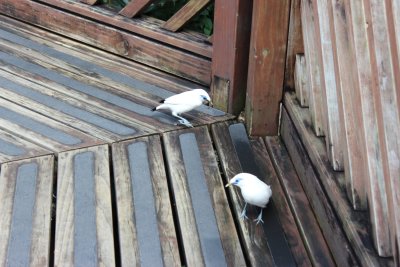 Hong Kong Park 19 - Aviary