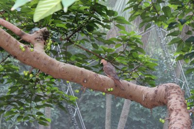 Hong Kong Park 21 - Aviary