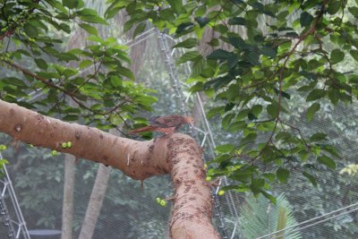 Hong Kong Park 22 - Aviary
