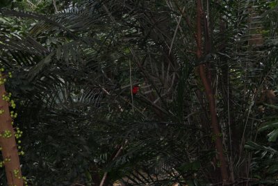 Hong Kong Park 23 - Aviary
