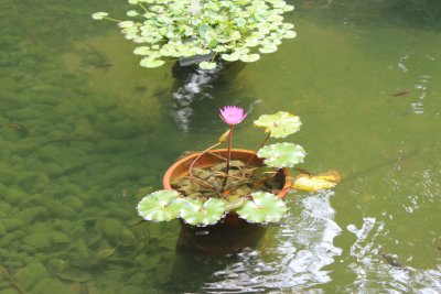 Hong Kong Park 26 - Lily Pond
