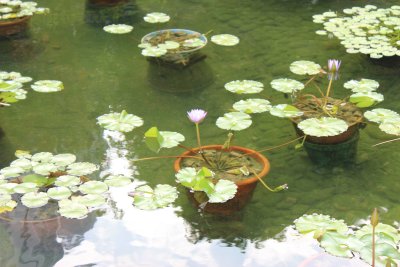 Hong Kong Park 27 - Lily Pond