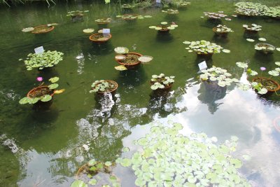 Hong Kong Park 28 - Lily Pond