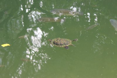 Hong Kong Park 29 - Turtles on the Pond