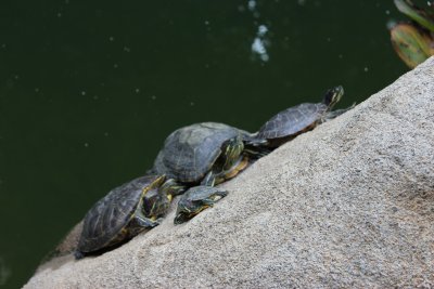 Hong Kong Park 30 - Turtles on the Pond