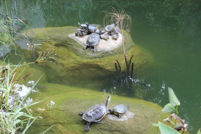Hong Kong Park 32 - Turtles on the Pond