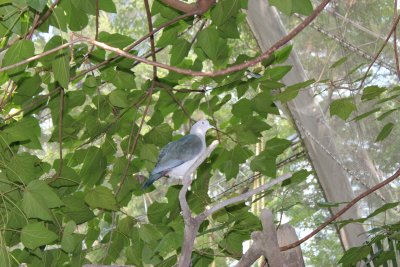 Hong Kong Park 7 - Aviary