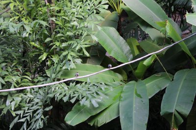 Hong Kong Park 8 - Aviary