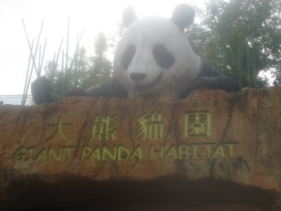 Giant Panda Habitat
